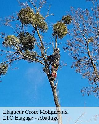 Elagueur croix-moligneaux-80400 LTC Elagage - Abattage