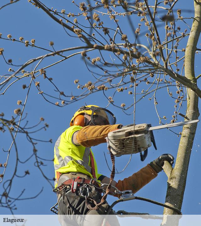 Elagueur douilly-80400 LTC Elagage - Abattage