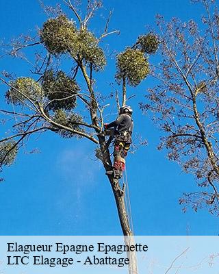 Elagueur  epagne-epagnette-80580 LTC Elagage - Abattage 