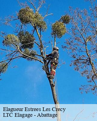 Elagueur estrees-les-crecy-80150 LTC Elagage - Abattage