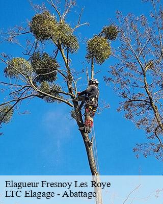 Elagueur  fresnoy-les-roye-80700 LTC Elagage - Abattage 