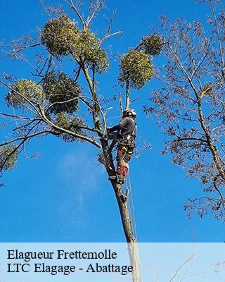 Elagueur  frettemolle-80290 LTC Elagage - Abattage 