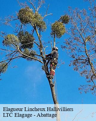 Elagueur lincheux-hallivilliers-80640 LTC Elagage - Abattage
