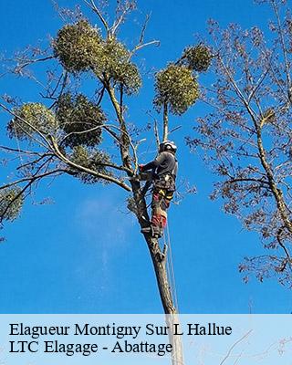 Elagueur montigny-sur-l-hallue-80260 LTC Elagage - Abattage