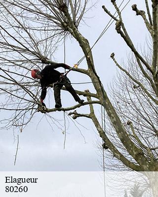 Elagueur montigny-sur-l-hallue-80260 LTC Elagage - Abattage