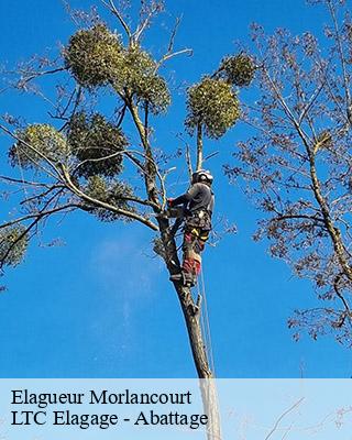 Elagueur morlancourt-80300 LTC Elagage - Abattage