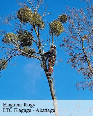 Elagueur rogy-80160 LTC Elagage - Abattage