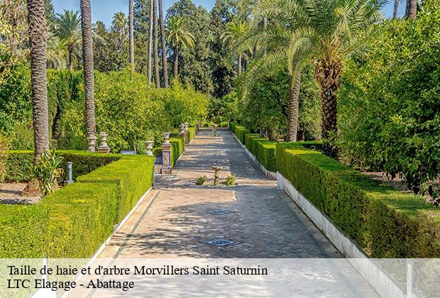 Taille de haie et d'arbre morvillers-saint-saturnin-80590 LTC Elagage - Abattage