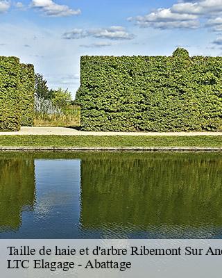 Taille de haie et d'arbre  ribemont-sur-ancre-80113 LTC Elagage - Abattage 