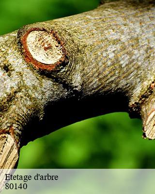 Etetage d'arbre cannessieres-80140 LTC Elagage - Abattage