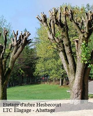 Etetage d'arbre  hesbecourt-80240 LTC Elagage - Abattage 