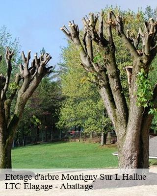 Etetage d'arbre montigny-sur-l-hallue-80260 LTC Elagage - Abattage