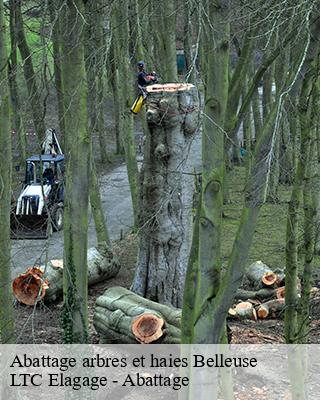 Abattage arbres et haies belleuse-80160 LTC Elagage - Abattage