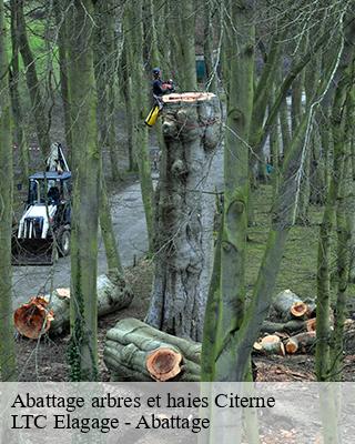 Abattage arbres et haies  citerne-80490 LTC Elagage - Abattage 